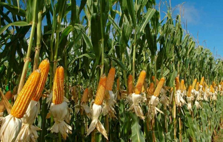 floja-siembra-del-maiz