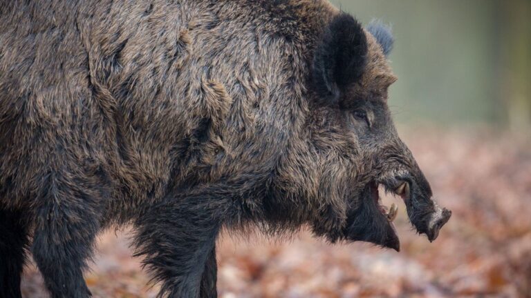 Alerta en el campo por los jabalíes: crecen los ataques a silobolsas