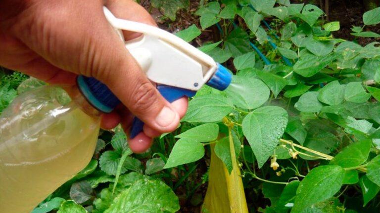 El truco casero que enseña a hacer un insecticida útil en simples pasos