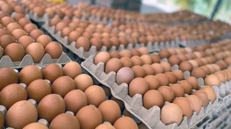 La cantidad de huevos recomendadas a consumir por semana según Harvard