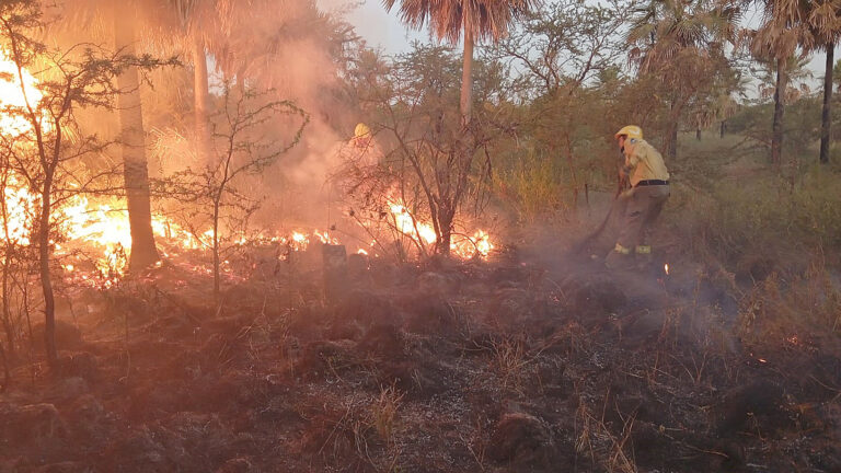 El Ministerio de la Producción brindó algunas recomendaciones para evitar incendios forestales