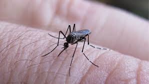 La semana concluyó con un descenso en los casos dengue en la provincia de Formosa