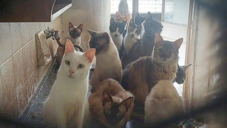 Rescataron a más de 50 animales que vivían hacinados en un edificio de Balvanera