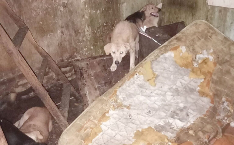 Horror en Ramos Mejía: hallaron más de 200 animales embalsamados y mutilados en una casa