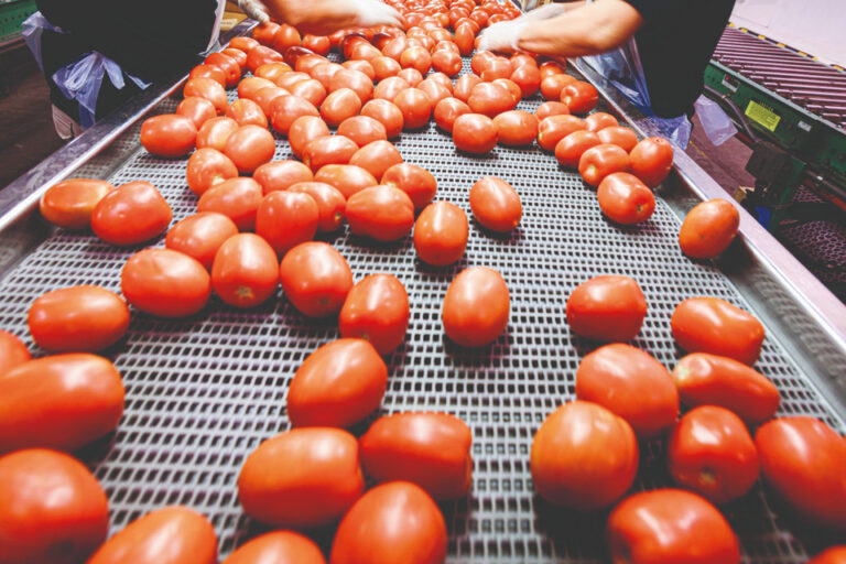 La industria tomatera en alerta