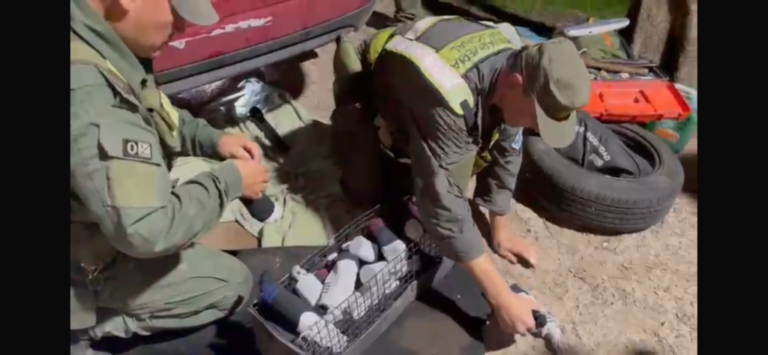 Gendarmería secuestró pájaros que eran transportados ilegalmente en la provincia de Formosa