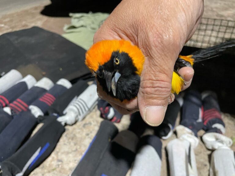 Gendarmería rescató 63 aves protegidas durante un control vehicular en El Colorado