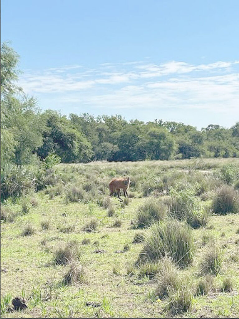 Liberaron a un aguará guazú tras ser rescatado en la ciudad y recuperado en la Reserva Guaycolec