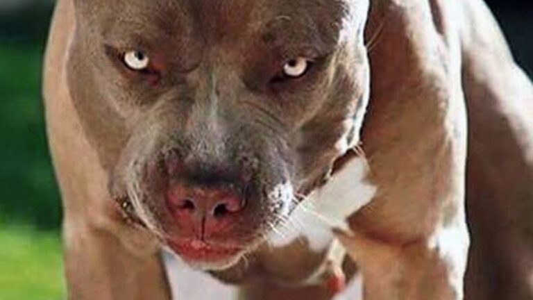 Alarma en Córdoba por otro ataque de un pitbull: un bebé de 9 meses quedó internado