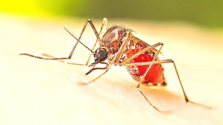 Alerta por dengue: más de 60 casos confirmados y un llamado urgente a la prevención ciudadana