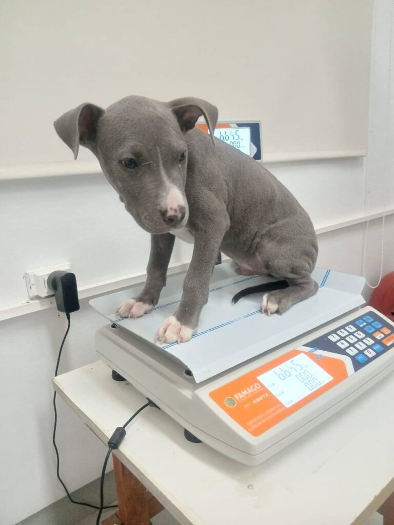 Compromiso con los animales: 200 atenciones diarias en los barrios de la ciudad