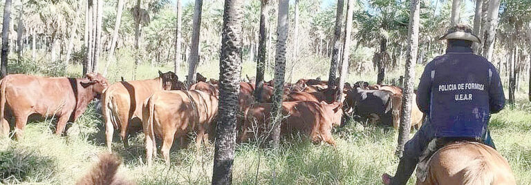 El Espinillo: secuestran 28 vacas que iban a ser llevadas ilegalmente a Paraguay
