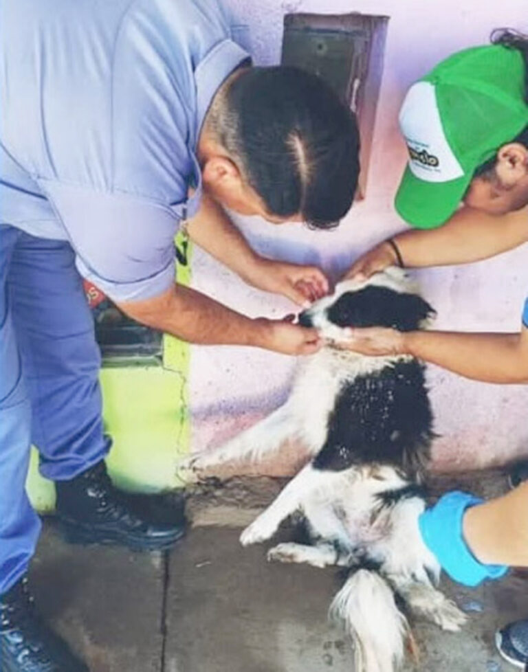 Una perrita fue atacada por una yarará y la Policía de Subteniente Perin la salvó