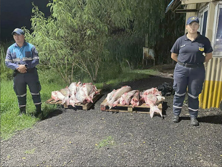 Incautaron un cargamento ilegal de pescado en un control vial en Lucio V. Mansilla