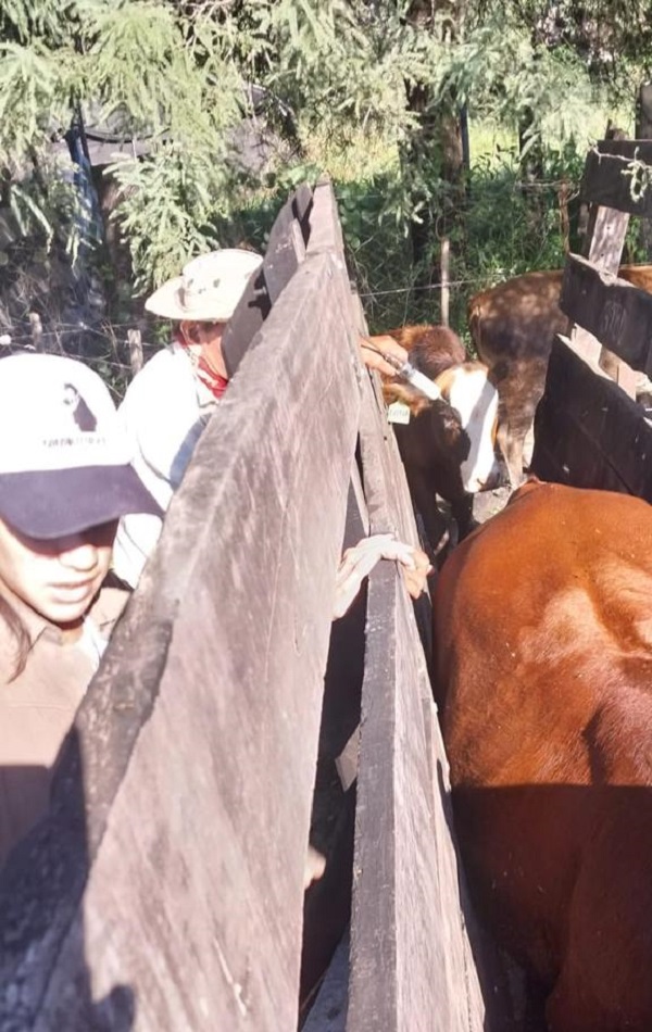 Cumplieron con la campaña de vacunación antiaftosa en la Granja de la UNaF