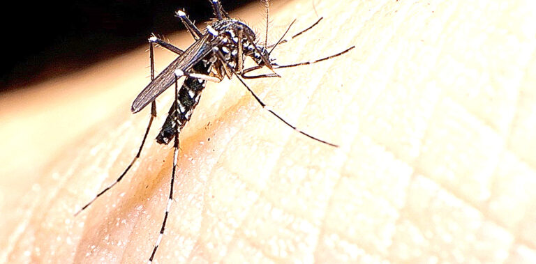 Confirman 92 nuevos casos de dengue en una semana y piden no relajar las medidas preventivas