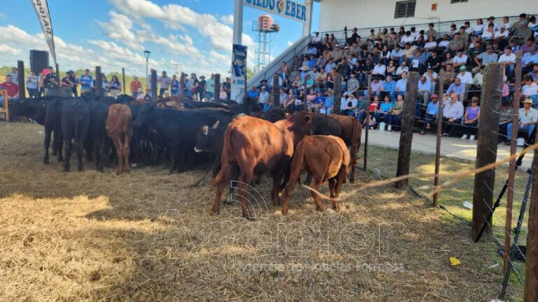 Con hacienda de calidad y buenos precios, se realizó el 16 Remate de Invernada en Laguna Blanca