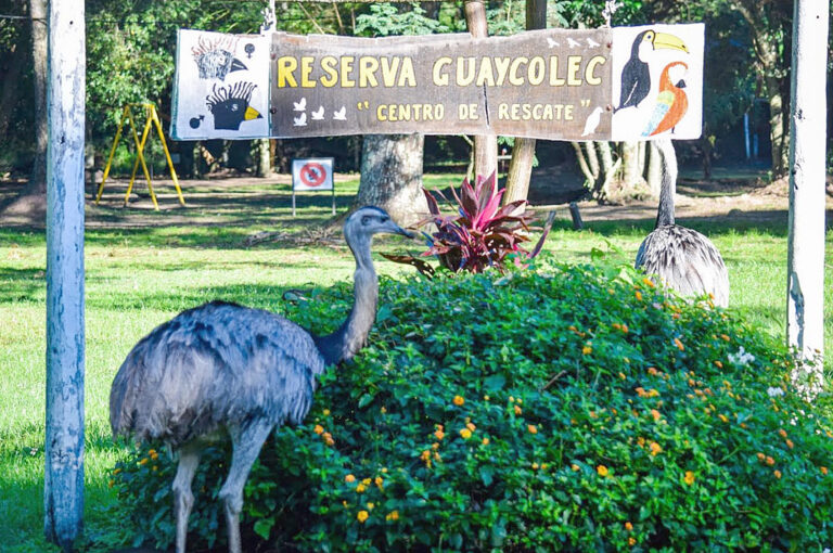 Guaycolec reabre este finde largo y reafirma su compromiso con la fauna silvestre