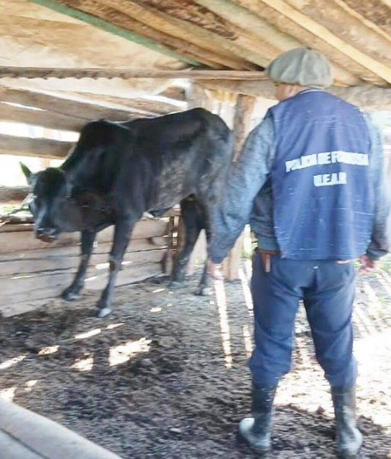 Recuperan animal sustraído: el procedimiento fue producto de un trabajo de investigación