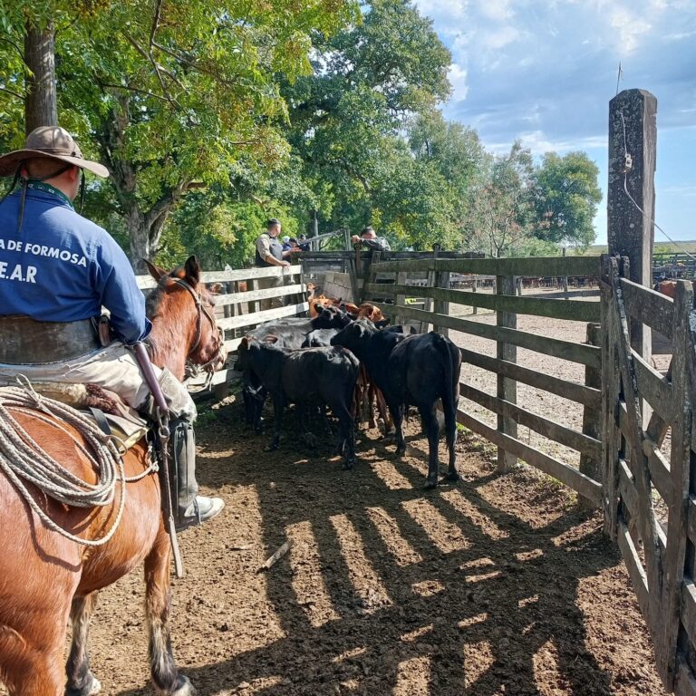 Loma Monte Lindo: detuvieron a un sujeto y secuestraron carne vacuna