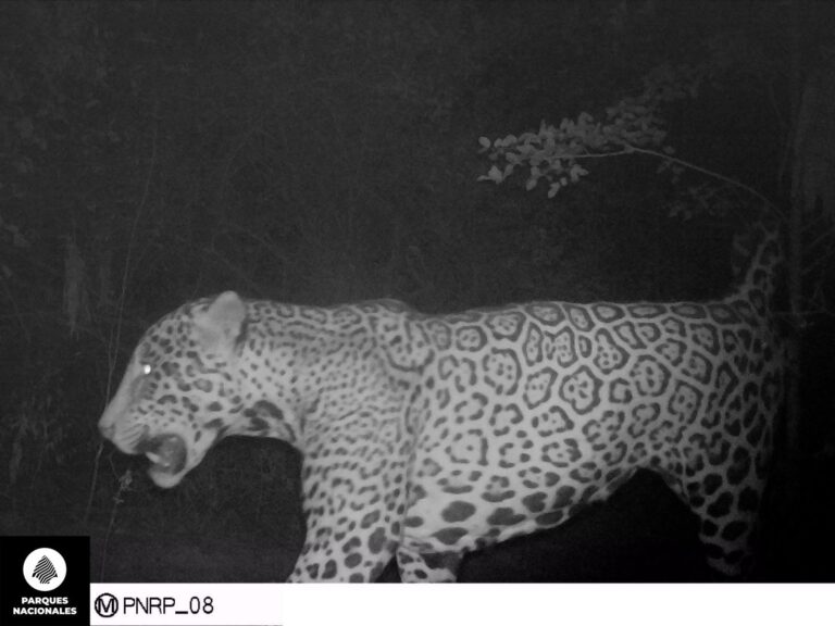 Nuevo yaguareté en Formosa: Evidencia la excelente salud ambiental que tenemos en la provincia