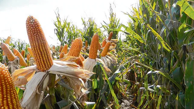 Cosecha de maíz histórica en el Oeste Formoseño: El inicio de un nuevo boom agrícola?