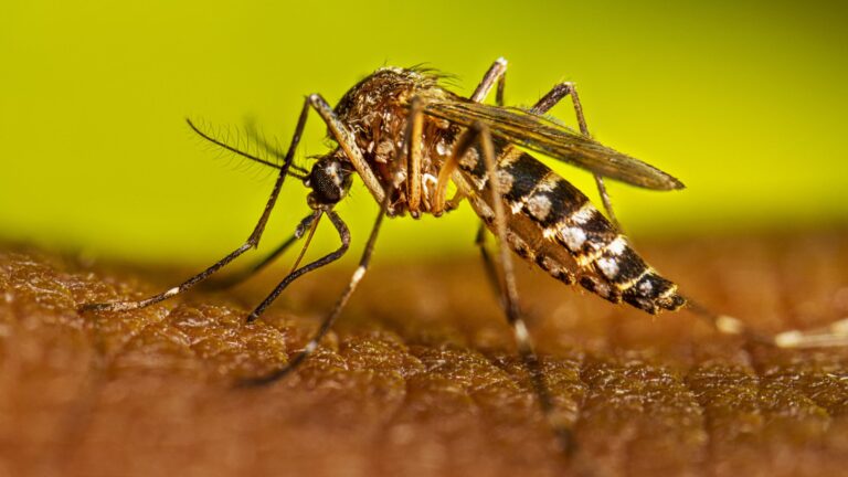 Dengue: solicitan compromiso comunitario para cortar el ciclo del aedes aegypti