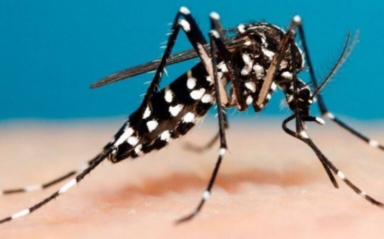 Dengue: mediante una estrategia innovadora se fortaleció la prevención y el control en todo el país