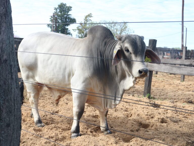 Cerró sus puertas la Expo Formosa 2025