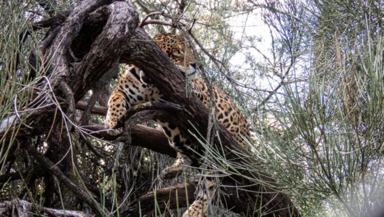 Se dictó el procesamiento de un hombre acusado de cazar un yaguareté en Clorinda