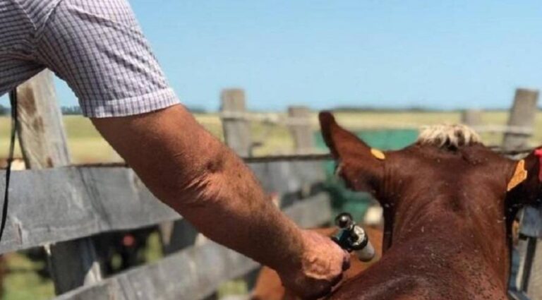 Se actualizó el plan de vacunación contra la fiebre aftosa en todo el país