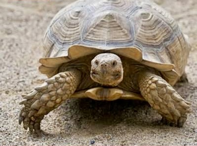 La impericia del Gobierno y la soledad de Milei: Se le escapó la tortuga al gobierno nacional