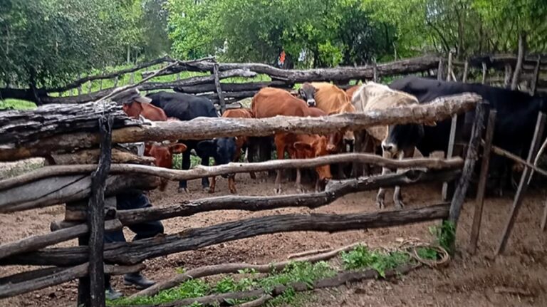 SENASA activa urgentes medidas sanitarias al confirmarse un caso de rabia paresiante en Villafañe