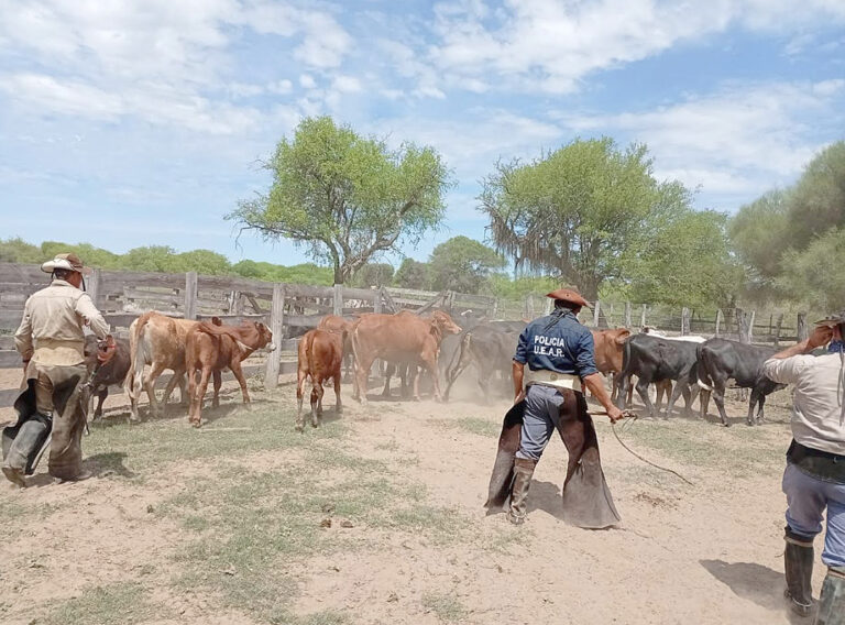 La UEAR recuperó siete vacunos y atrapó a dos abigeos en múltiples allanamientos