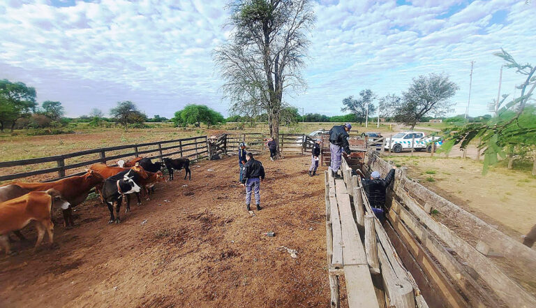 Los Chiriguanos: secuestraron caballos y ganado vacuno trasladados sin documentación
