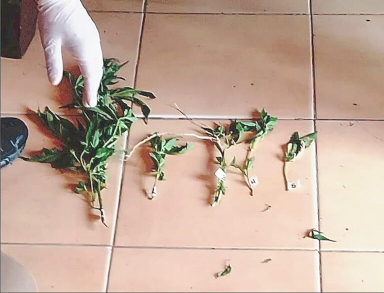 Aprehendieron a un sujeto con plantas de marihuana