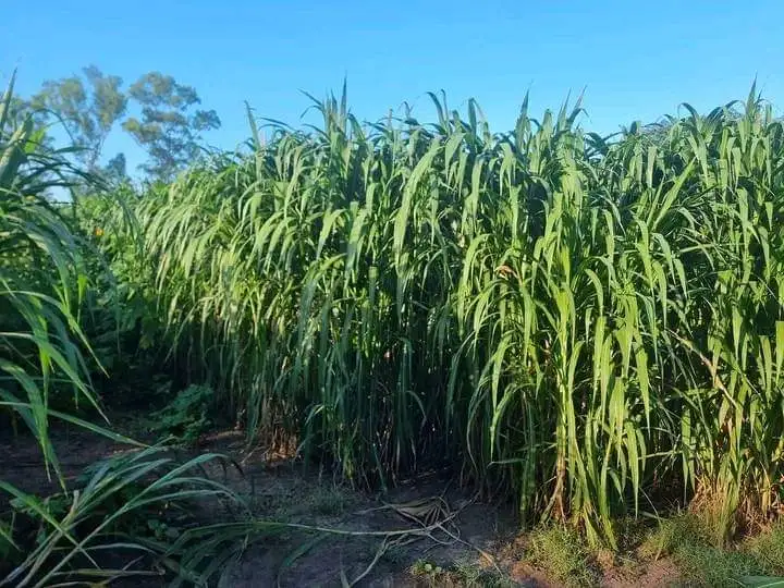 El CEDEVA lanza una guía práctica sobre el pasto elefante, un aliado clave para alimentar al ganado