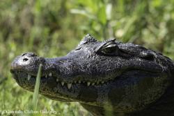 Detienen a un Cazador Furtivo con un Yacaré Trozado en la Reserva El Bañado La Estrella
