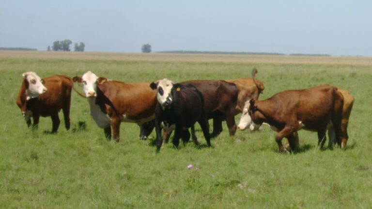 Control integrado: la estrategia de INTA contra la garrapata bovina en el norte argentino