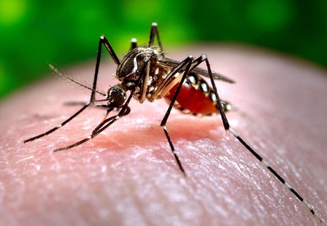 Nación distribuirá larvicidas biológicos a las provincias para reforzar la prevención del dengue