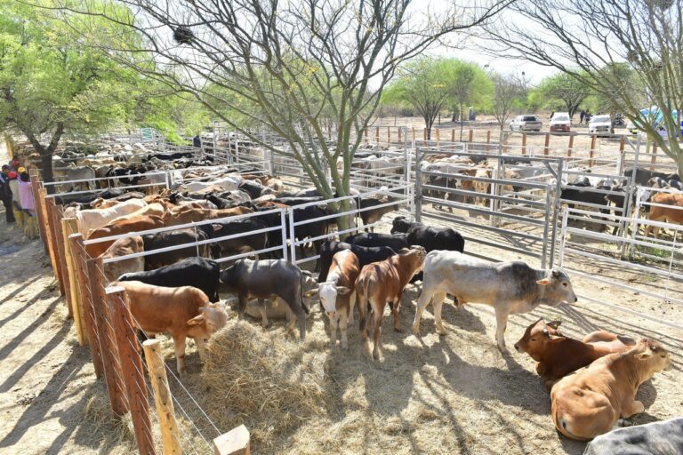 Ferias y remates paipperos durante noviembre