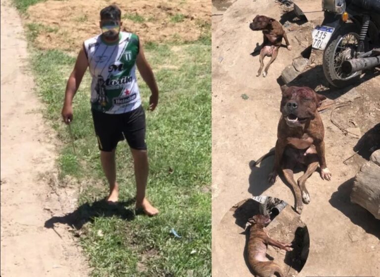 El caso del Pitbull, Crueldad Animal y Presuntos Ilícitos en Formosa