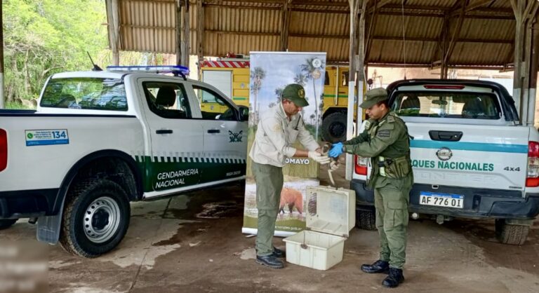 Formosa: Gendarmería Asiste a un Mono Carayá en la Ruta 11