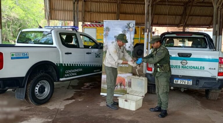GN rescató y resguardó a un mono carayá que deambulaba sobre la Ruta Nacional N 11
