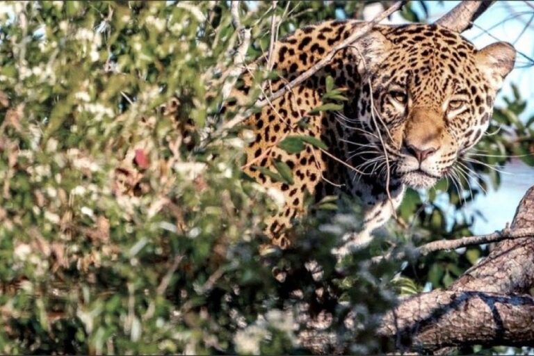 Tragedia Ambiental en el Impenetrable: La Yaguareté Akai es Dada por Muerta en Chaco