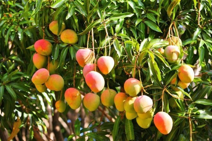 Inició la cosecha de mango en Laguna Naineck
