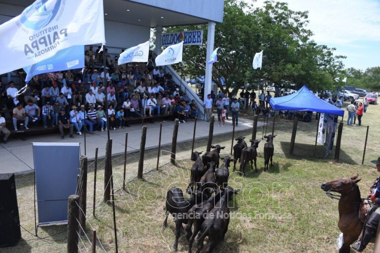El Gobierno provincial proyecta un calendario ampliado de remates ganaderos para 2026