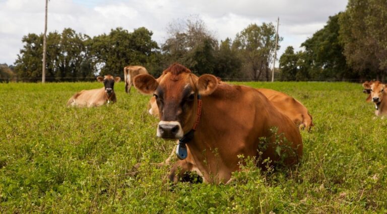 Amplían las opciones para el manejo y prevención de la brucelosis bovina