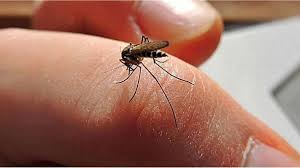 Dengue: el reporte semanal confirma estabilidad de casos y refuerzan el llamado a la prevención