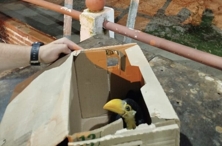 Gendarmería Nacional salva a un tucán abandonado en Formosa